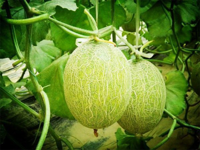 濟南市振興十大農(nóng)業(yè)特色產(chǎn)業(yè)暨&ldquo;菜籃子&rdquo;工程現(xiàn)場推進會走進刁鎮(zhèn)